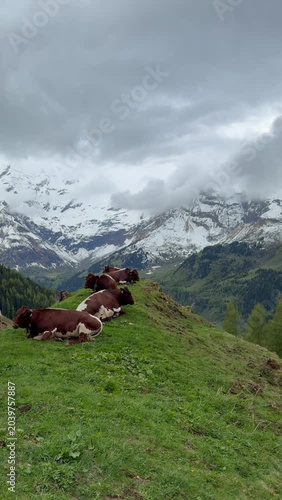 Group of cows are resting on a steep green pasture on a background of mountains, Austrian Alps, Grossglockner High Alpine Road