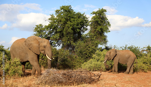 Photography Afrikanischer Elefant / African elephant / Loxodonta africana
