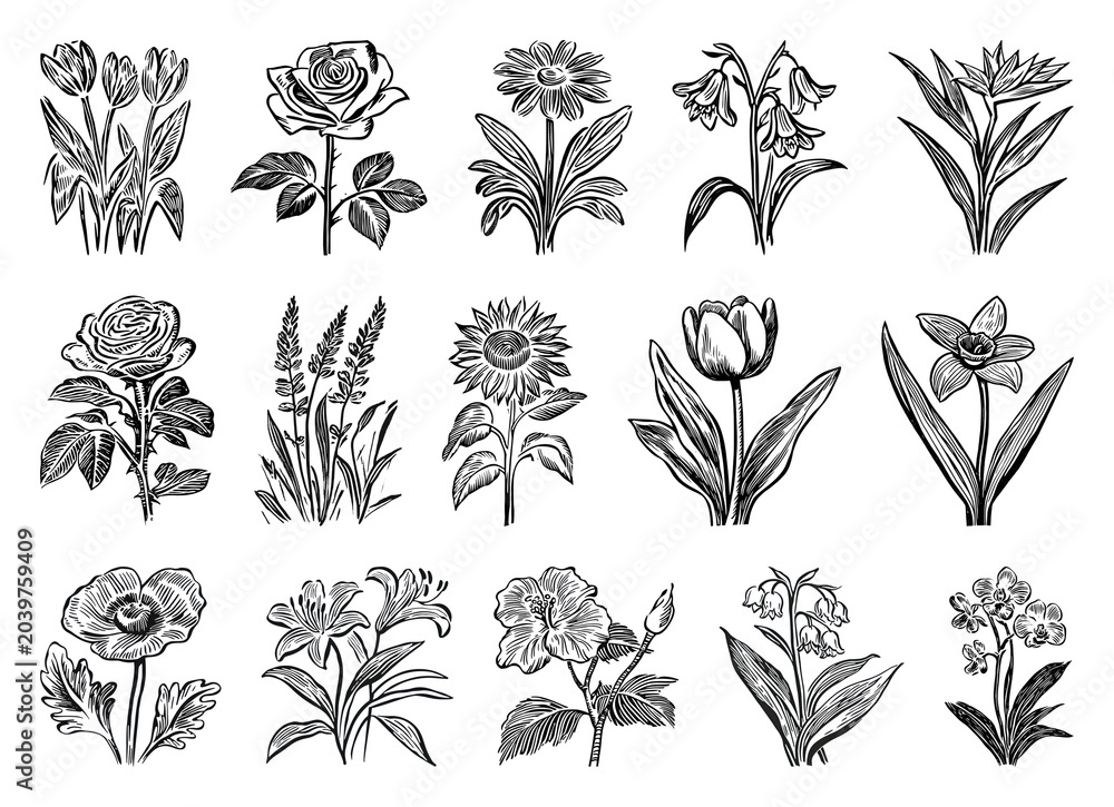 Obraz premium PNG Vintage floral silhouette collection, transparent background