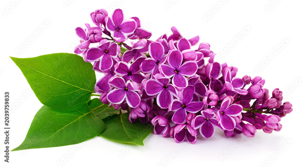Obraz premium Purple Lilac Flowers Isolated on White Background