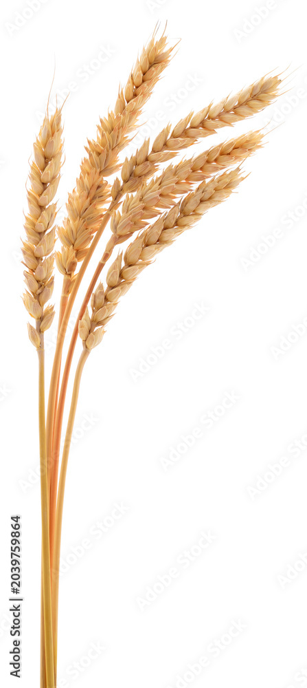 Fototapeta premium Ripe Wheat Ears Isolated on White Background