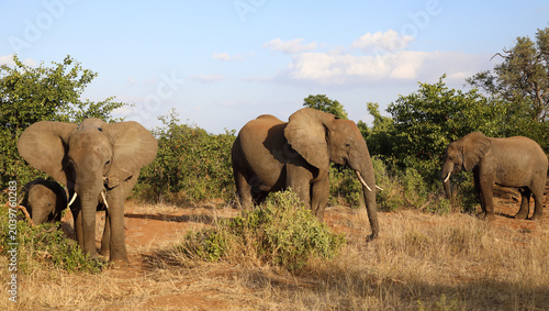 Foto Afrikanischer Elefant / African elephant / Loxodonta africana