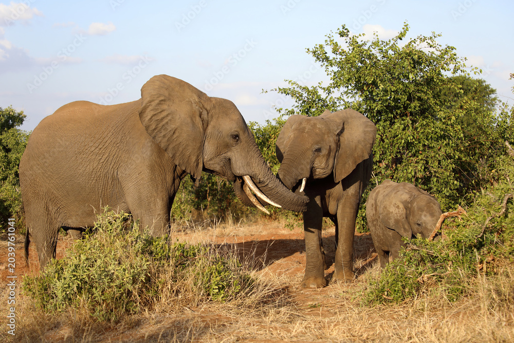 Fototapeta premium Afrikanischer Elefant / African elephant / Loxodonta africana