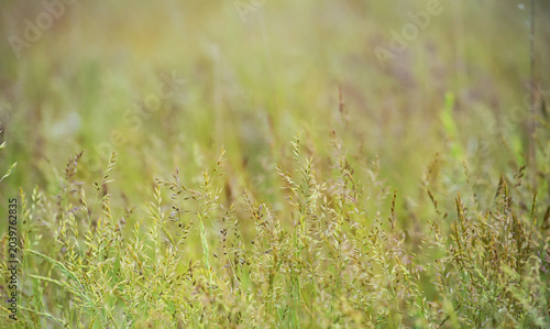 Field grass, unmown meadow as a background.