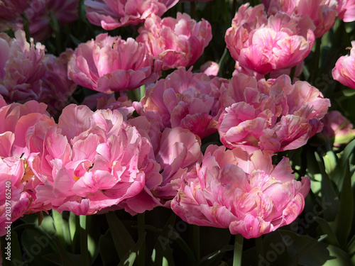 Colorful pink tulips bloom in a garden setting during springtime hours in a sunny location