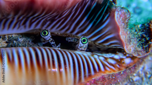 Fotografie Macro shot of a conch shell with its striking green eyes peeking out
