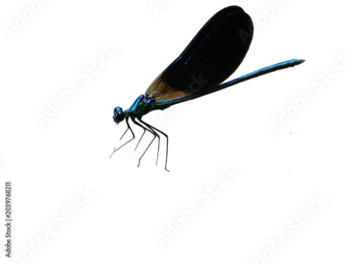 damselfly over a transparent background