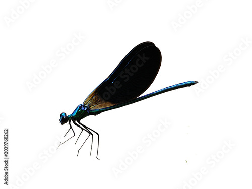 damselfly over a transparent background