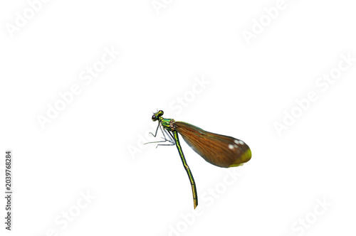 damselfly over a transparent background