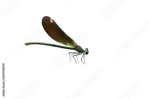 damselfly over a transparent background