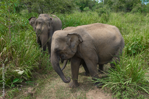 Photography Wild Ceylon elephants in nature. Habarana Nature Park, Sri Lanka
