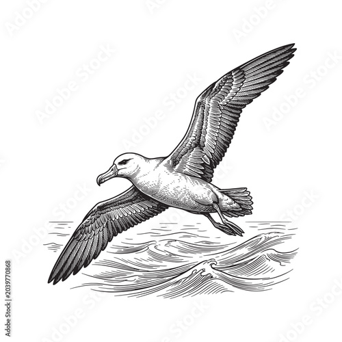 Foto Albatross Flying Over Ocean Waves, Detailed Sea Bird Wildlife Woodcut