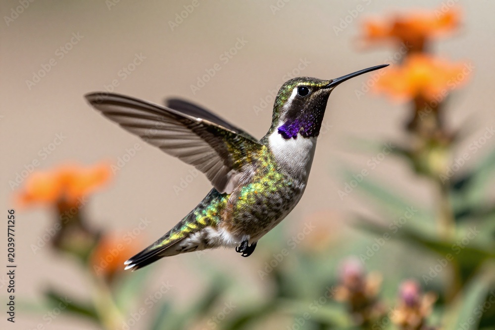 Fototapeta premium A hummingbird is flying near a yellow flower