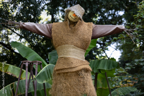 Tableau sur toile Scarecrow guarding an autumn garden patch
