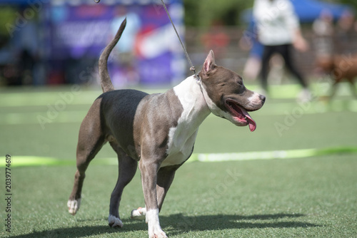 Foto Gray and white American Pit Bull Terrier walks on green grass during outdoor eve