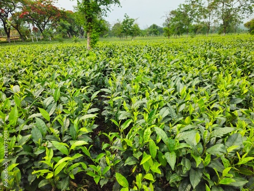 Green tea plantation in Darjeeling, India, featuring lush tea plants and scenic agricultural landscape. Sustainable farming, tea cultivation, beverage industry, eco-tourism, and rural development conc
