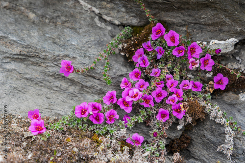 Foto purple saxifrage (Saxifraga oppositifolia)