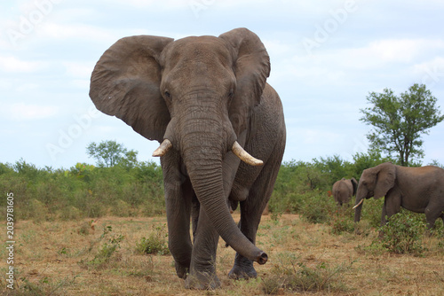 Canvas Print Afrikanischer Elefant / African elephant / Loxodonta africana