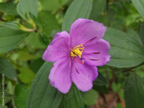 Close-up of purple Melastoma malabathricum flower blooming among green leaves. Tropical wildflower showcasing botanical beauty, biodiversity, floral texture, and natural garden environment.