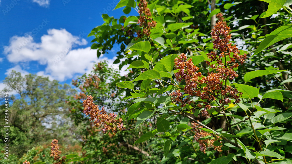 Fototapeta premium Withered brown lilac flowers against a bright blue sky and green leaves. End of the flowering season. Lilac branches with dried red flowers and juicy green leaves under a clear summer sky. Nature