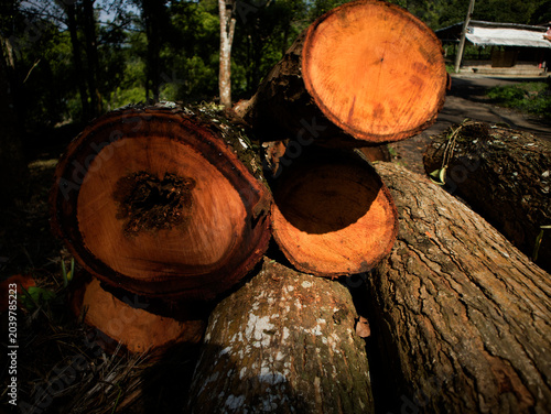 detail of a freshly felled mahogany tree trunk