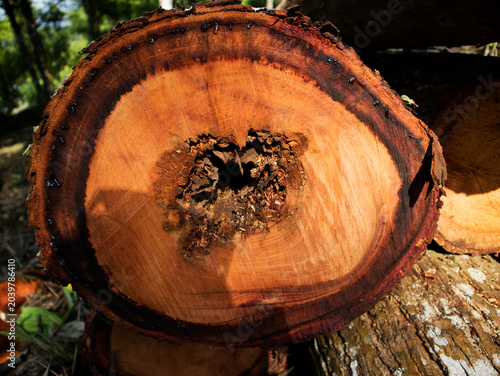 detail of a freshly felled mahogany tree trunk