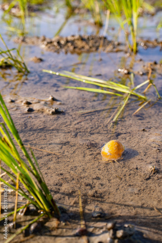 Golden apple snail creeping on the muddy bottom of a flooded rice paddy field. A common agricultural pest in rural farming landscapes threatening sustainable rice cultivation and food security.