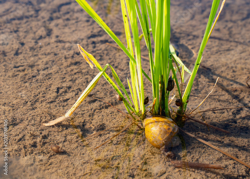 Golden apple snail, an invasive agricultural pest, feeds on young rice plants in a flooded paddy field, illustrating a common challenge for farmers in rural farming environments