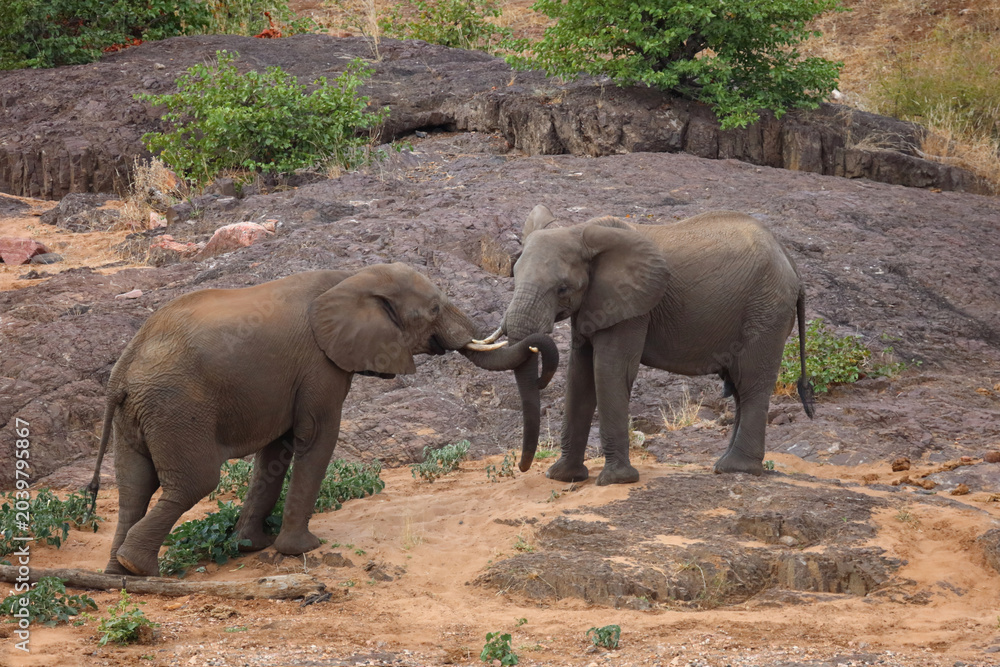 Obraz premium Afrikanischer Elefant / African elephant / Loxodonta africana