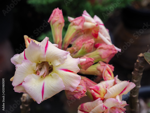 Stunning Creamy Adenium Flowers with Pink Stripes