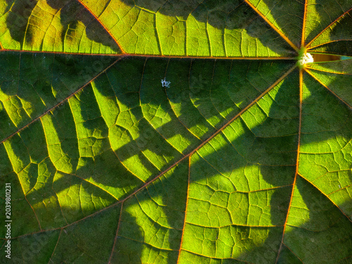 Close-up of Teak Leaf with Backlit Veins and Shadows