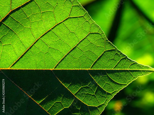 Sunlight Through Vibrant Green Teak Leaf Veins
