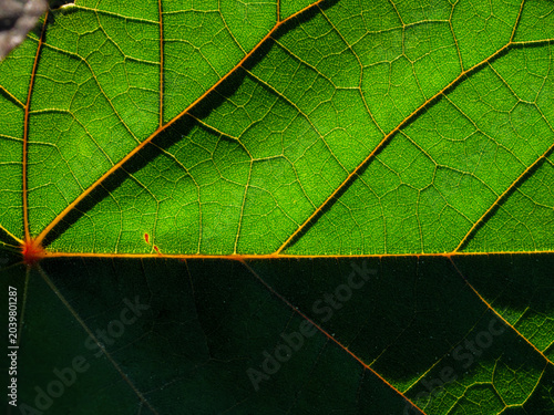 Sunlit Macro of Backlit Teak Leaf Veins with Red Stem