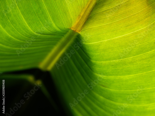 Luminous Emerald Palm Leaf Architecture