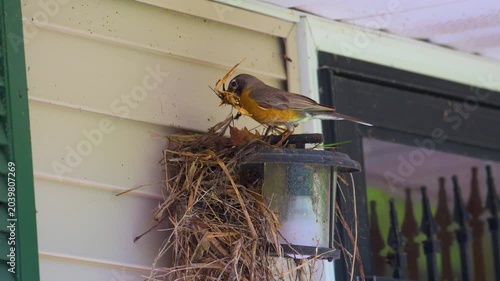 A female robin makes a mess while building her nest on our front porch lamp this Spring in Windsor in Upstate NY.  