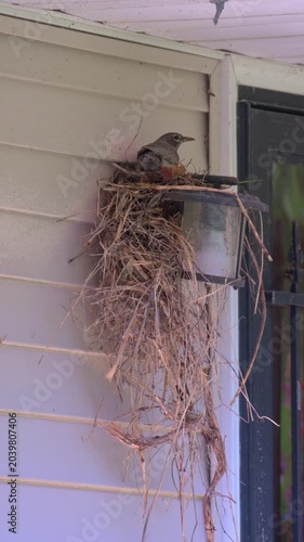 A female robin makes a mess while building her nest on our front porch lamp this Spring in Windsor in Upstate NY.  