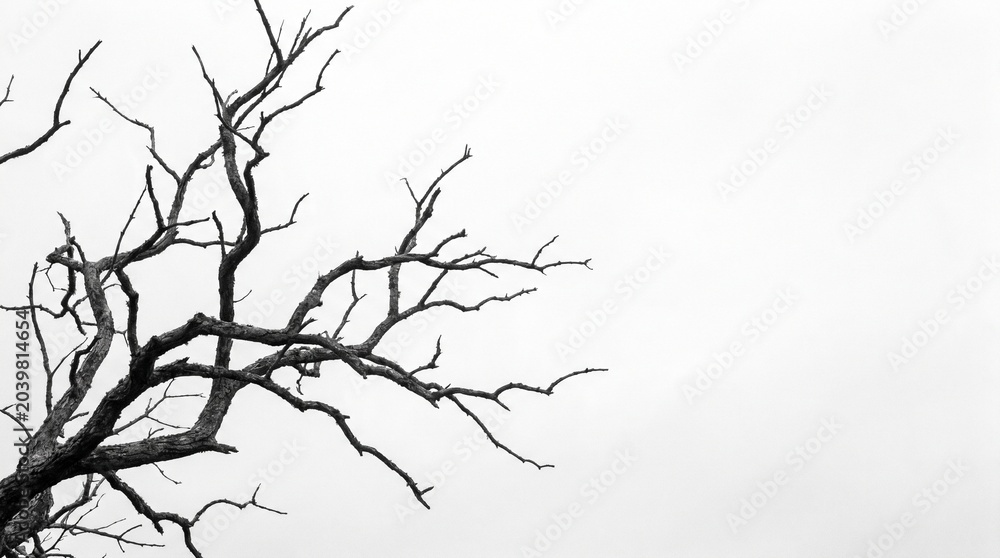 Fototapeta premium Close-up of stark, bare tree branches against a bright, overcast sky, minimalist composition