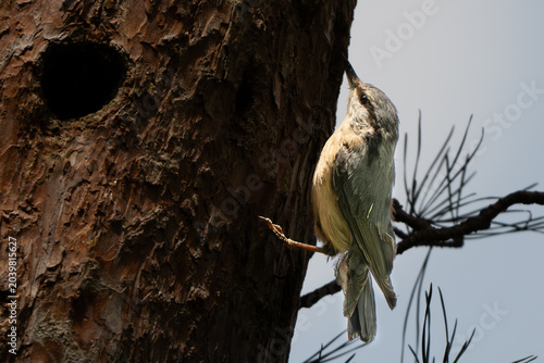 Foto Eurasian nuthatch clinging to a tree trunk near a nest hole
