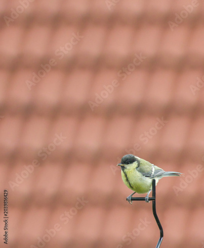 Great Tit Perched on Metal Fence Against Blurred Roof Background