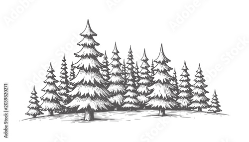 Foto Hand drawn of a dense evergreen forest with varied tree heights trees pine