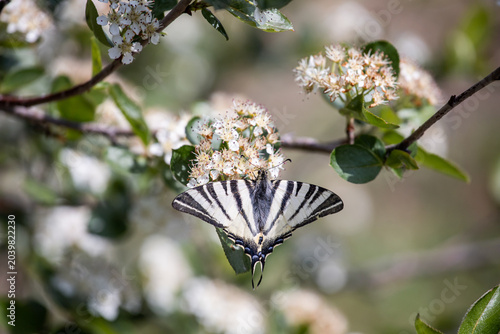 Iphiclides podalirius. Iphiclides feisthamelii. Large butterfly. Butterfly on a branch