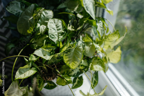 Fotografie A lush Syngonium plant with green and variegated leaves sits on a windowsill, basking in natural sunlight