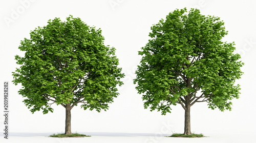 two Acer Saccharum 3d trees of Sugar Maple With Lush Green Canopies Against white Background 