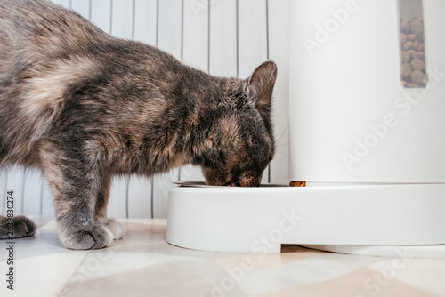 Vászonkép A gray tortoiseshell cat eating from a white bowl