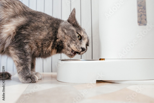 Canvas-taulu A gray tortoiseshell cat eating from a white bowl
