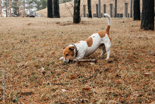 Billede på lærred A small brown and white Jack Russell Terrier dog is gnawing on a stick in a grassy area surrounded by trees