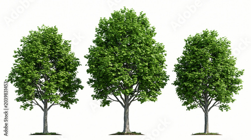 three Acer Saccharum 3d trees of Sugar Maple With Lush Green Canopies Against white Background 