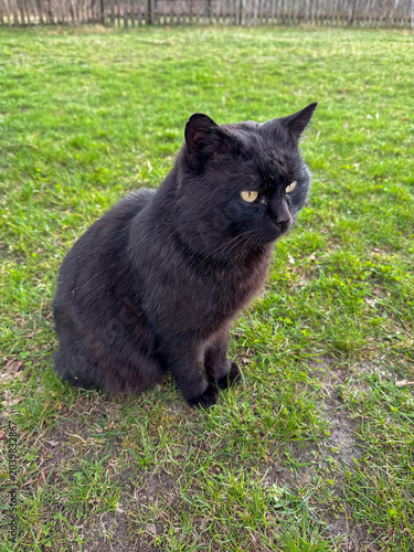 Black cat sitting on green grass