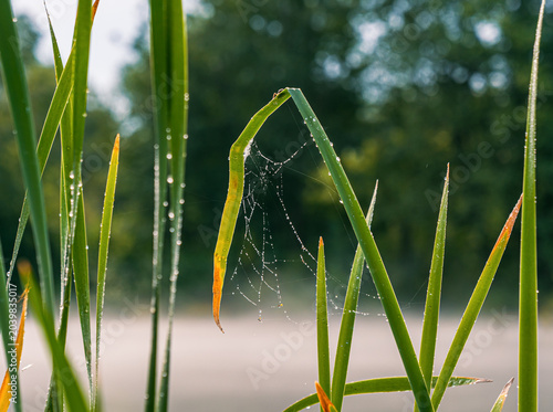 Delicate spiderweb glistening with fresh morning dew drops among tall green grass