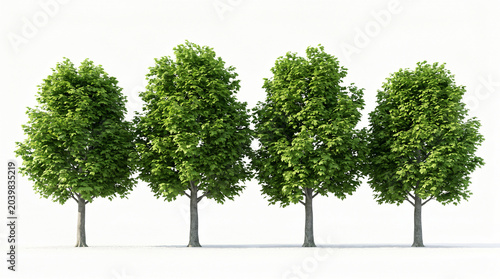 four Acer Saccharum 3d trees of Sugar Maple With Lush Green Canopies Against white Background 